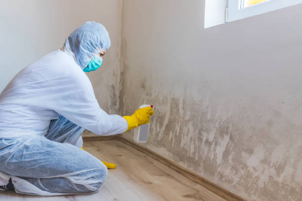 Licensed Black Mold Removal service in New Vernon, NJ - WQB Mold Removal