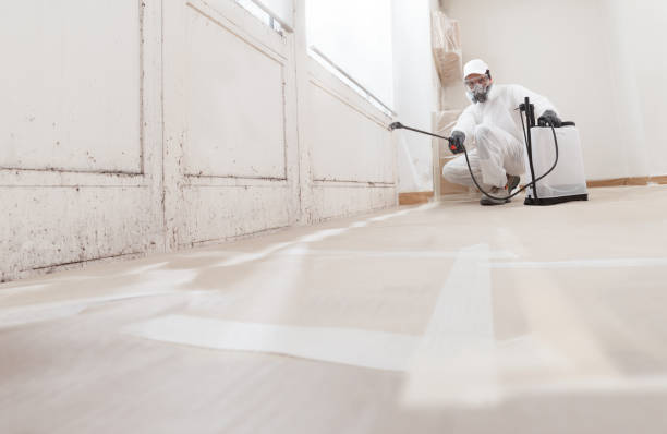 24/7 Emergency Black Mold Removal experts in New Vernon, NJ