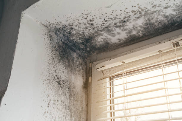 Affordable Black Mold Removal solutions in New Vernon, NJ