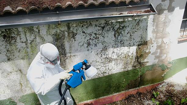 Top rated local Black Mold Removal specialists in New Vernon, NJ